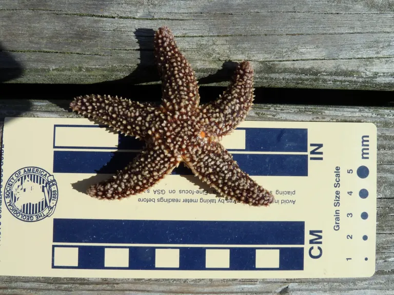 A common sea star, Asterias forbesi