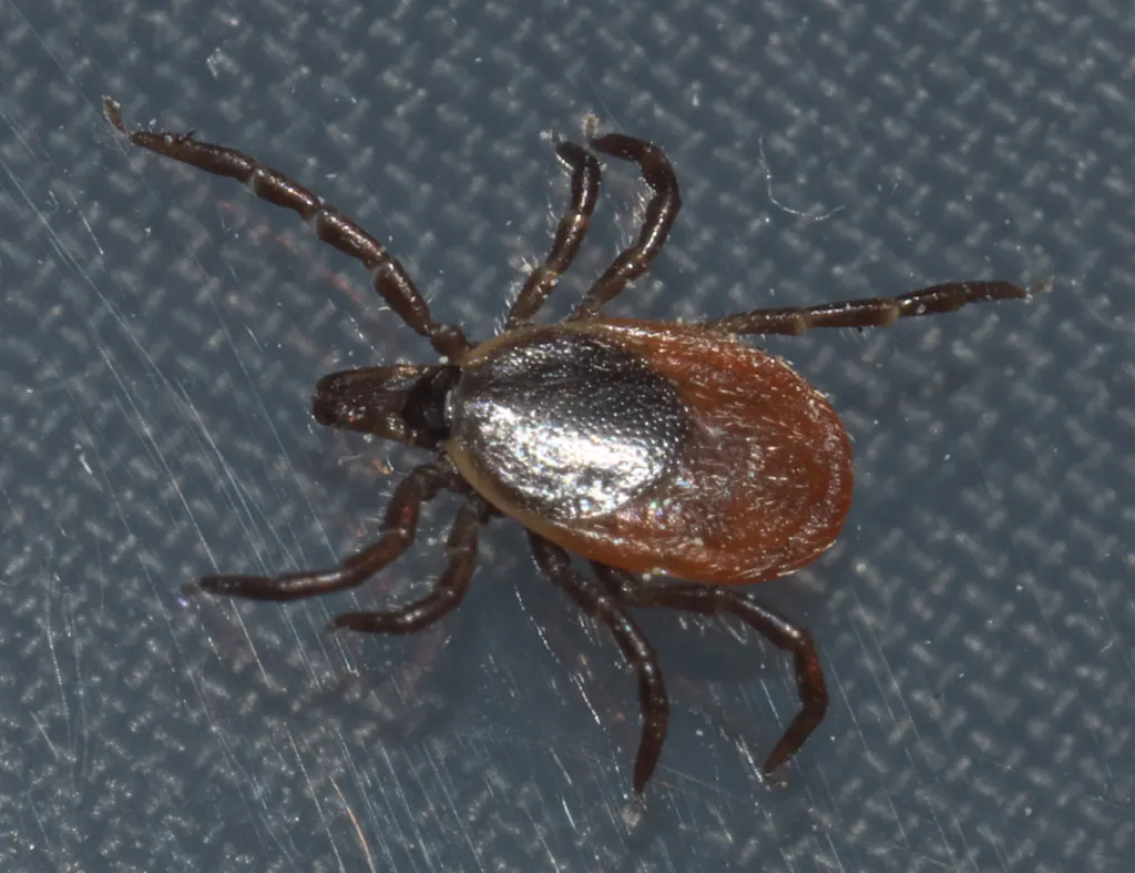 A blacklegged tick, Ixodes scapularis